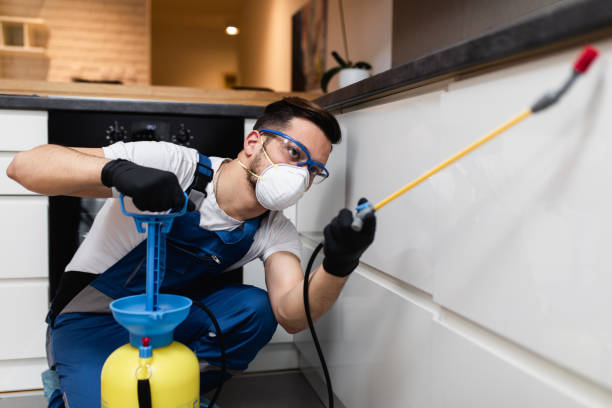 Best Termite Control Services  in Live Oak, CA