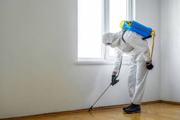 Best Wasp Removal Services  in Live Oak, CA