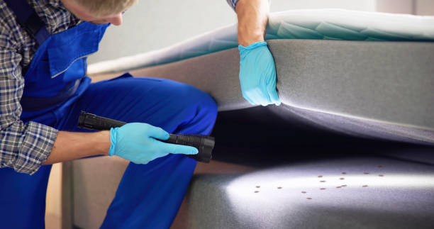 Best Ant Control Services  in Live Oak, CA