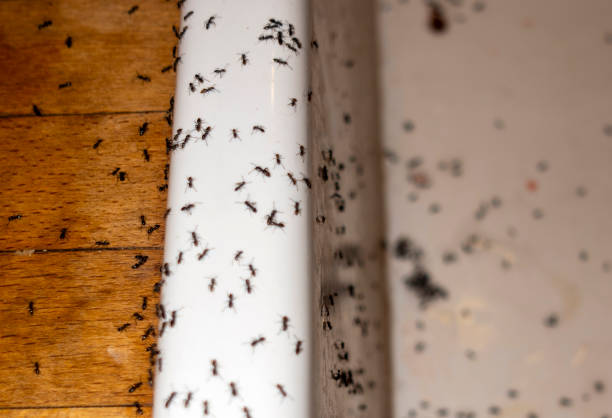 Best Spider Control Near Me  in Live Oak, CA
