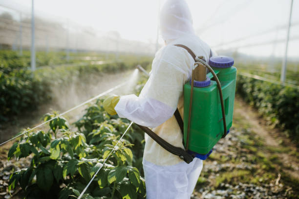 Best Affordable Pest Control Services  in Live Oak, CA